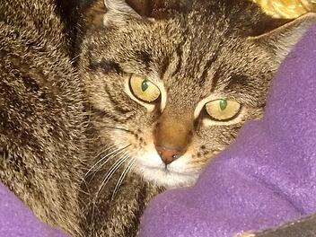 Die Katze Irmi hat Probleme mit der N&auml;he zu Menschen. Foto: privat