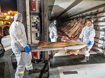 Unfall auf A3: Lkw mit 320 Schweinehälften kippt um - Einsatzkräfte werden bei Bergung kreativ Unfall auf A3: Lkw mit 320 Schweinehälften kippt um - Einsatzkräfte werden bei Bergung kreativ