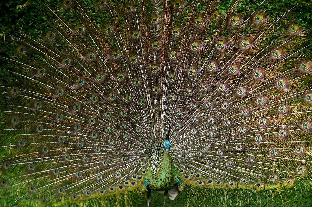 Pfau schl&auml;gt ein Rad