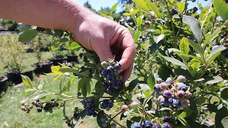 Von den  Heidelbeeren werden die frühen Sorten reif. Foto: Ralf Ruppert