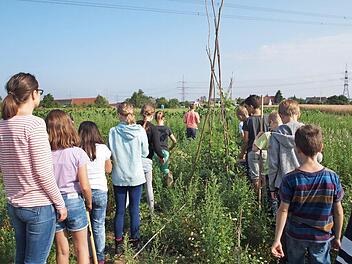Auch Stangenbohnen bauten die Viertkl&auml;ssler auf dem Acker bei Steudach an.  Fotos: privat