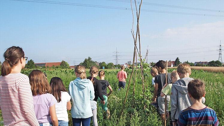 Auch Stangenbohnen bauten die Viertkl&auml;ssler auf dem Acker bei Steudach an.  Fotos: privat