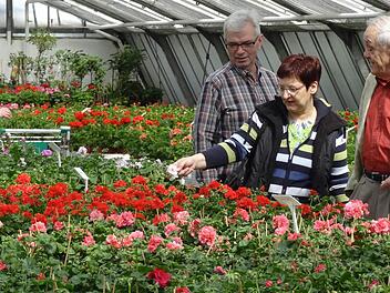 Farbenprächtige Geranien stellen einen vor die Qual der Wahl: Nehm' ich Weiß, Rot, Rosa oder Pink? Fotos: Elli Stühler