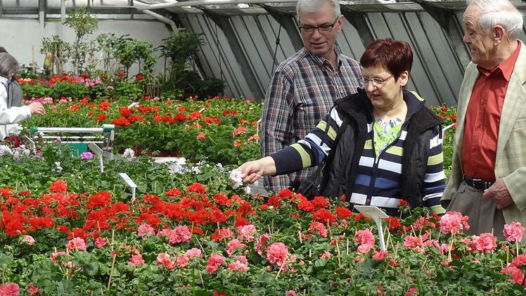 Farbenprächtige Geranien stellen einen vor die Qual der Wahl: Nehm' ich Weiß, Rot, Rosa oder Pink? Fotos: Elli Stühler