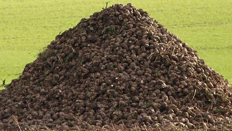 Die Zuckerrüben werden am Feldrand in so genannten Mieten gelagert.