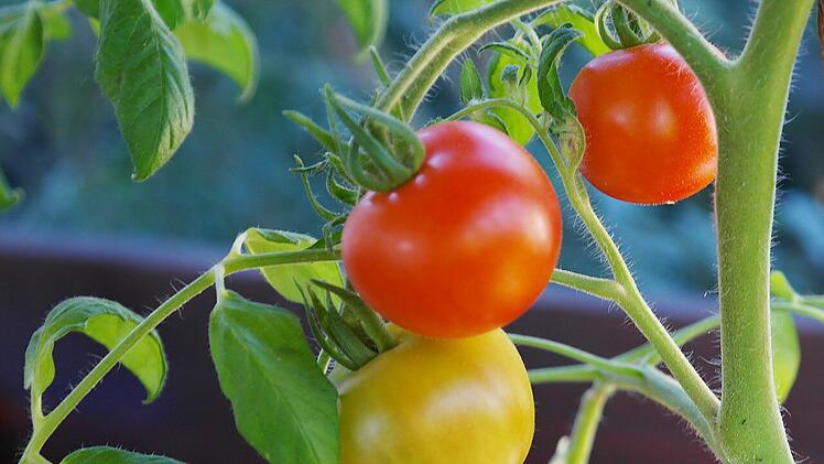 Tomatenstrauch