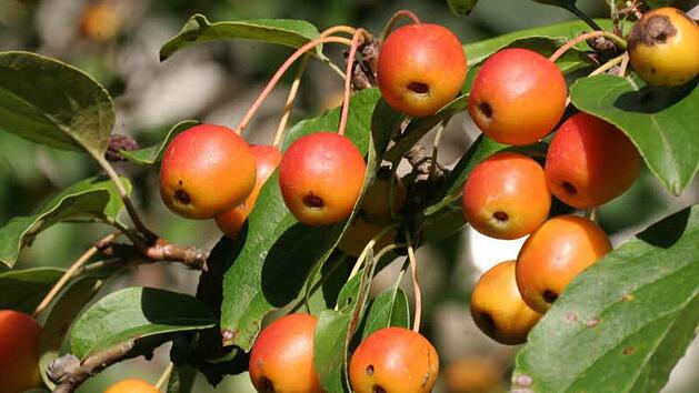 Symbolbild von Zier&auml;pfeln (Foto: Thomas Neder)