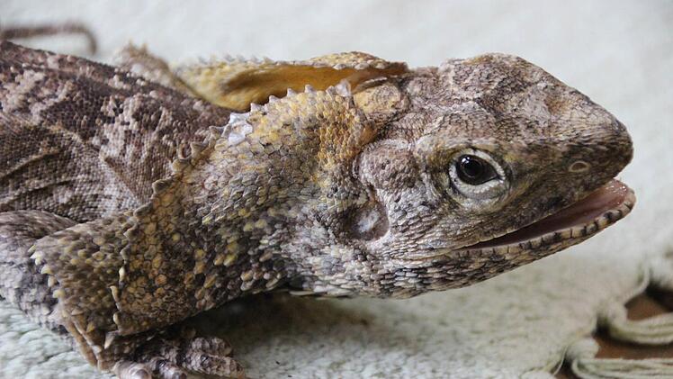 Ganz lieb: Kragenechse "Tristan" bringt so schnell nichts aus der Ruhe.  Foto: Diana Fuchs