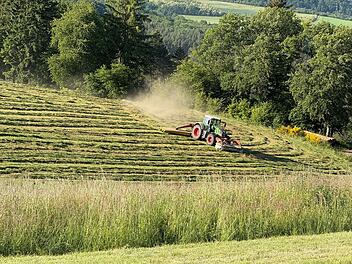 Rehkitze sterben bei Wiesenmahd bei Happurg: Ermittlungen gegen Landwirt