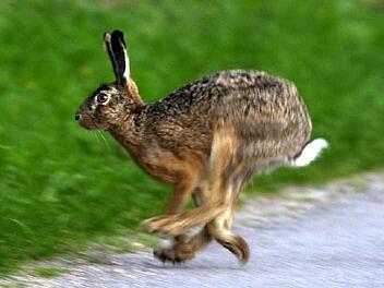 Hasen sind in China äußerst beliebt - neuerdings auch zu Ostern. Foto: dpa
