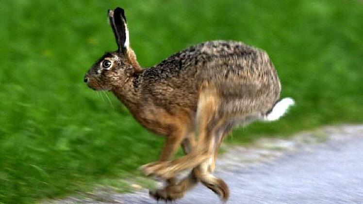 Hasen sind in China äußerst beliebt - neuerdings auch zu Ostern. Foto: dpa