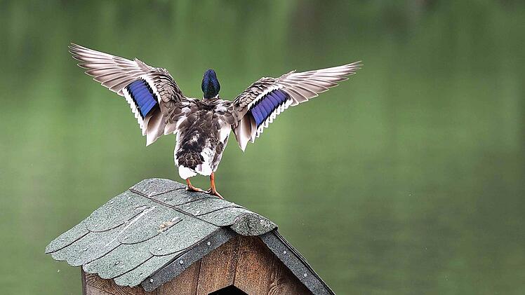 Ein Hingucker sind aber auch die prächtigen Enten im Wildpark Tambach.Christoph Winter