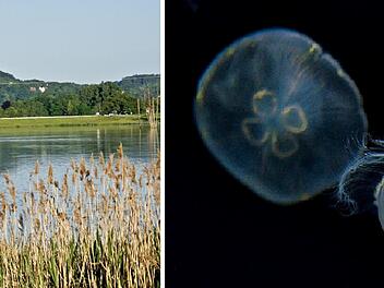 Coburg/Lichtenfels: Quallen in Badesee entdeckt - wie gefährlich sind die Tiere für Schwimmer?