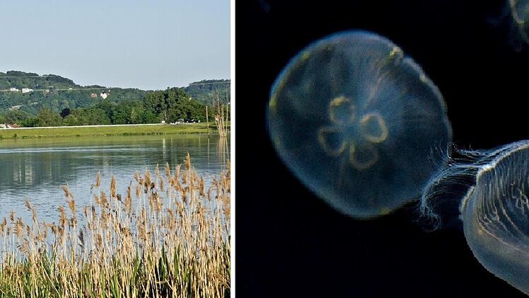 Coburg/Lichtenfels: Quallen in Badesee entdeckt - wie gefährlich sind die Tiere für Schwimmer?