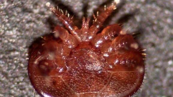 Der Feind der Honigbiene: die Varroa-Milbe. Universität Hohenheim/Bettina Ziegelmann