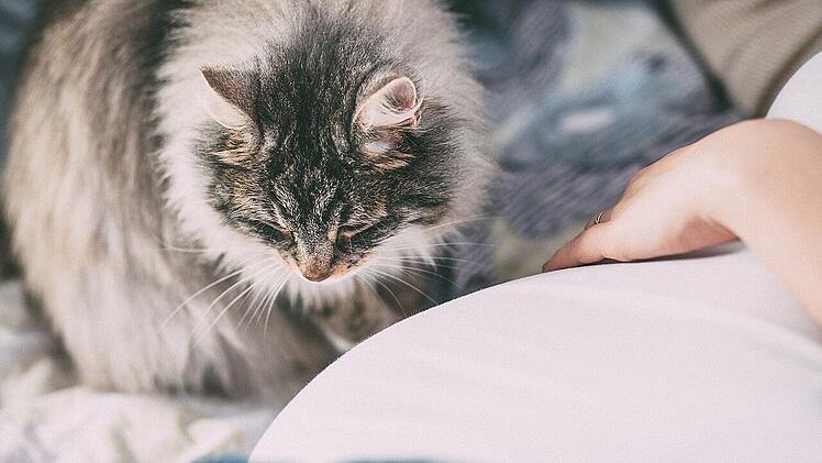 Für viele undenkbar: Mit einer Katze schmusen.