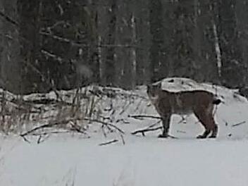 Am Sonntag ist Michael Söder am Basaltwerk Stangenroth auf den Luchs gestoßen.  Foto: Michael Söder