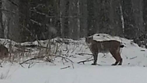 Am Sonntag ist Michael Söder am Basaltwerk Stangenroth auf den Luchs gestoßen.  Foto: Michael Söder