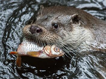 Ein Fischotter, aufgenommen in einem Tierpark. Die Tiere sind in freier Wildbahn eher selten zu beobachten. Foto: Silas Stein/dpa