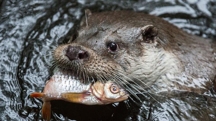 Ein Fischotter, aufgenommen in einem Tierpark. Die Tiere sind in freier Wildbahn eher selten zu beobachten. Foto: Silas Stein/dpa