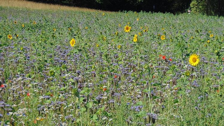 Auch im Landkreis Forchheim gibt es seit über einem Jahr viele Blühflächen. Doch die Insekten sind und bleiben bedroht. Fotos: Petra Malbrich