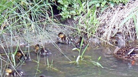In Drosendorf tummelt sich eine Entenfamilie im Leitenbach. Fisch ist dort weit und breit keiner zu sehen.
