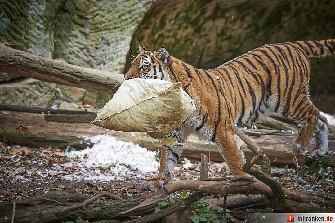 Tigerdame Katinka spielt Kissenschlacht im Tiergarten Nürnberg