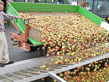 Ob in kleiner Menge oder mit Großanhänger angeliefert - derzeit herrscht bei der Firma Hofmann in Nüdlingen Hochbetrieb. Das Fallobst muss rasch verarbeitet werden, weil es sonst verdirbt. Fotos: Sigismund von Dobschütz