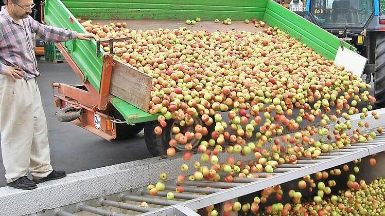 Ob in kleiner Menge oder mit Großanhänger angeliefert - derzeit herrscht bei der Firma Hofmann in Nüdlingen Hochbetrieb. Das Fallobst muss rasch verarbeitet werden, weil es sonst verdirbt. Fotos: Sigismund von Dobschütz