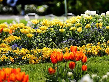 Durch die richtige Gartenpflege können die Pflanzen den ganzen Sommer lang als Schmuck vor dem Haus dienen. Symbolfoto: Oliver Berg/dpa