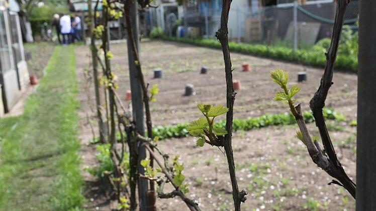 Wein ... Foto: Barbara Herbst