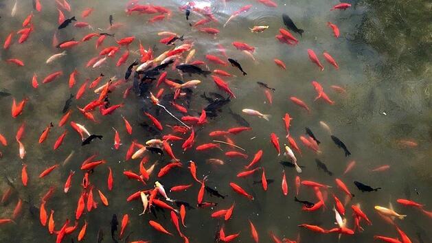 Es sind zu viele geworden: N&uuml;rnberger haben im Stadtparkweiher ihre ungeliebten Hausfische entsorgt. Foto: Servicebetrieb &Ouml;ffentlicher Raum