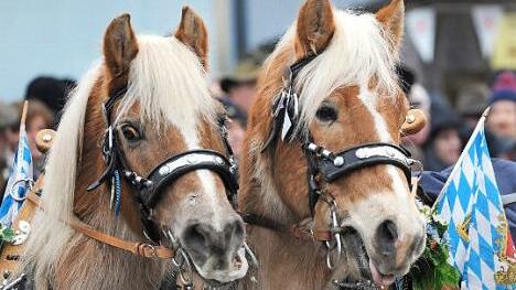 Der traditionelle Berchinger Rossmarkt ist mit rund 20 000 Besuchern eines der größten Wintervolksfeste in Bayern.  Foto: Archiv/Armin Weigel