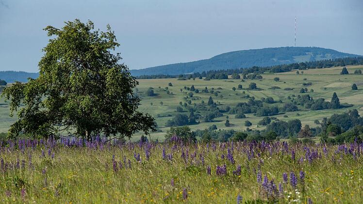 Von der Hochfläche der Langen Rhön schaut der Wanderer  bis zum Kreuzberg hinüber.  Foto: Jürgen Hüfner