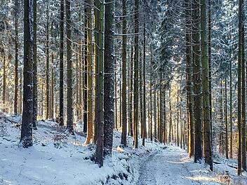 Schnee ist gut für den Wald. Wenn er taut, sickert die Feuchtigkeit langsam in den Boden.