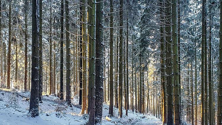 Schnee ist gut für den Wald. Wenn er taut, sickert die Feuchtigkeit langsam in den Boden.