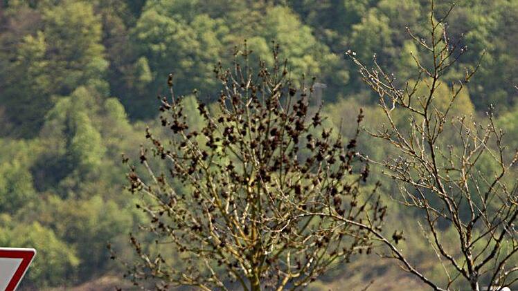 Die altehrwürdige Trimburg bot eine schöne Kulisse für die startenden Rallyepiloten.
