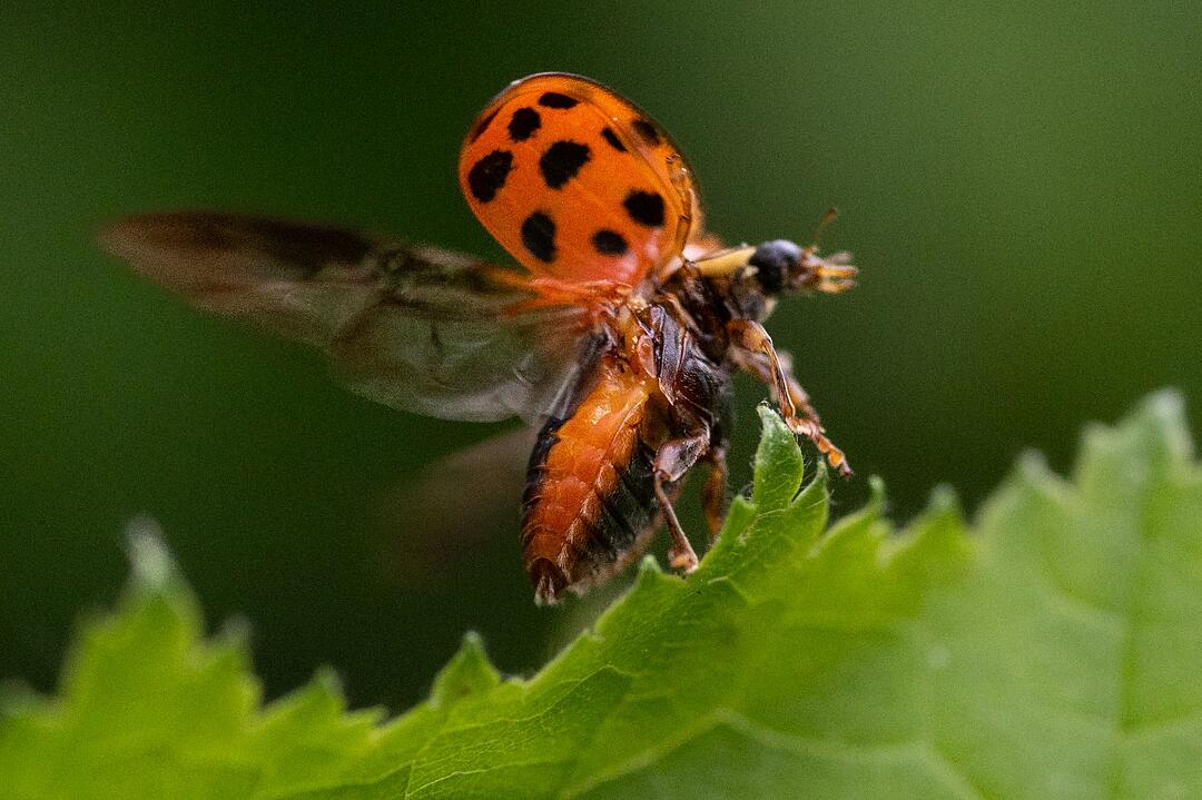 Marienk&auml;fer