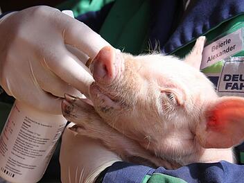Zwei Tage ist dieses Ferkel erst alt und hat doch schon im Leben von Alexander Beierle aus Dampfach eine wichtige Rolle gespielt. Eine der Aufgaben des angehenden Landwirts war es, dem Ferkel ein Mittel gegen Durchfall ins Maul zu spritzen, was sich das Schweinchen widerwillig gefallen ließ. Fotos: Katja Müller