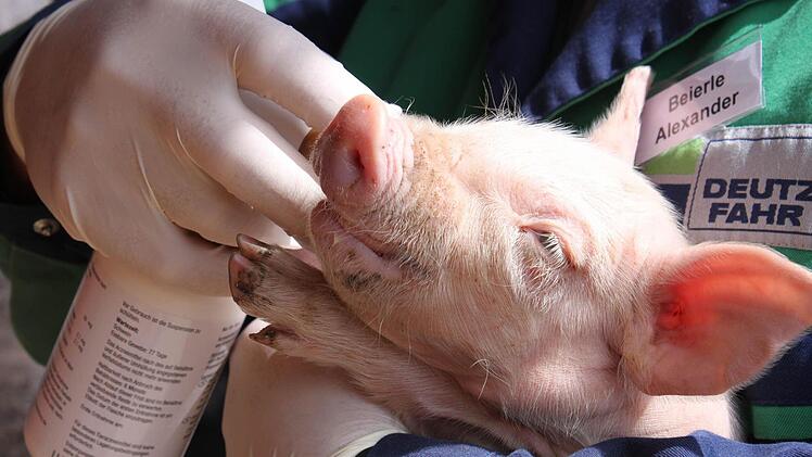 Zwei Tage ist dieses Ferkel erst alt und hat doch schon im Leben von Alexander Beierle aus Dampfach eine wichtige Rolle gespielt. Eine der Aufgaben des angehenden Landwirts war es, dem Ferkel ein Mittel gegen Durchfall ins Maul zu spritzen, was sich das Schweinchen widerwillig gefallen ließ. Fotos: Katja Müller