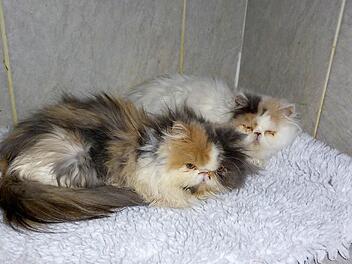 Wunderschöne Tiere können Langhaar-Perserkatzen sein, wenn sie so gepflegt werden, wie es diese Tierart nötig hat. Und das ist aufwendig. Einer Züchterfamilie in Ebern scheint ihr Hobby gänzlich über den Kopf gewachsen zu sein. Unterm Strich 38 Tiere wurden zum Teil todkrank aus dem Anwesen in Ebern geholt und mit Hilfe der Tierschutzinitiative Haßberge auf Tierheime und an Tierschutzvereine verteilt.  Foto: Tierschutzinitiative Haßberge