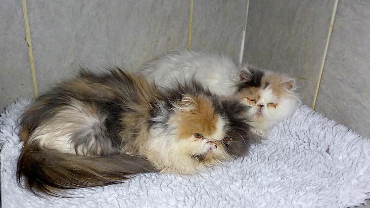 Wunderschöne Tiere können Langhaar-Perserkatzen sein, wenn sie so gepflegt werden, wie es diese Tierart nötig hat. Und das ist aufwendig. Einer Züchterfamilie in Ebern scheint ihr Hobby gänzlich über den Kopf gewachsen zu sein. Unterm Strich 38 Tiere wurden zum Teil todkrank aus dem Anwesen in Ebern geholt und mit Hilfe der Tierschutzinitiative Haßberge auf Tierheime und an Tierschutzvereine verteilt.  Foto: Tierschutzinitiative Haßberge