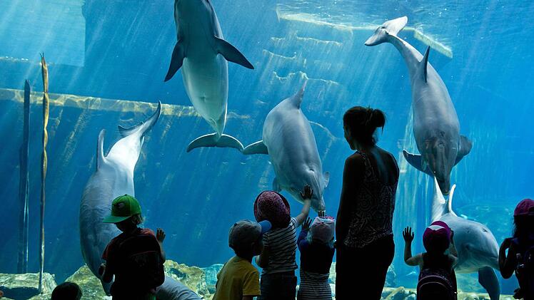 Kinder betrachten im Tiergarten Nürnberg Delfine durch die Scheibe des Nürnberger Delfinariums.