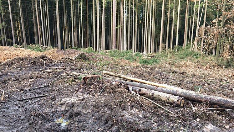 Wüst sehen die Waldflächen aus, wo schwere Maschinen im Einsatz waren. Popp