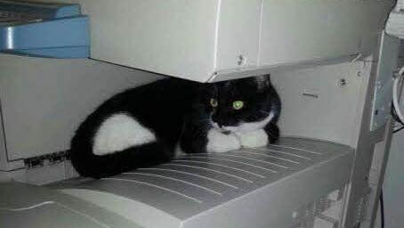 ... und beim "Chillen" im Schul-Kopierer ...  Foto: privat