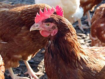 In R&uuml;ssenbach bei Ebermannstadt ist ein Eierdieb unterwegs: Zuletzt hat er auch ein Huhn aus dem Stall gestohlen. Foto: Katharina Heimeier /dpa