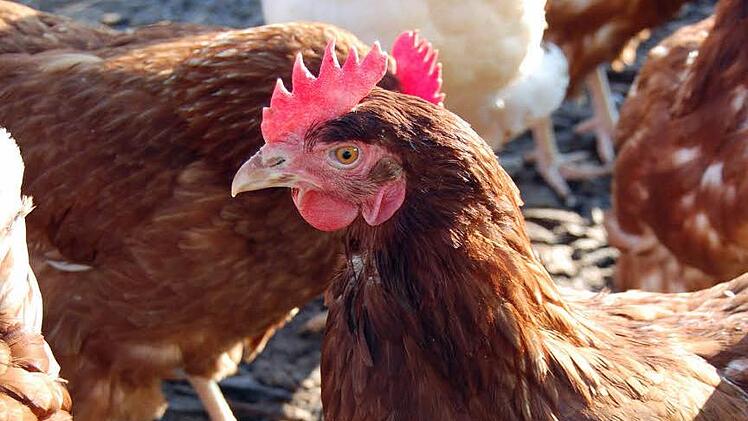 In R&uuml;ssenbach bei Ebermannstadt ist ein Eierdieb unterwegs: Zuletzt hat er auch ein Huhn aus dem Stall gestohlen. Foto: Katharina Heimeier /dpa