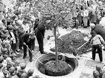 An der Nüdlinger Schule wurde zum 3. Oktober 1990 ein Bergahorn gepflanzt. Kaum einer erinnert sich noch. Foto: Archiv Saale-Zeitung