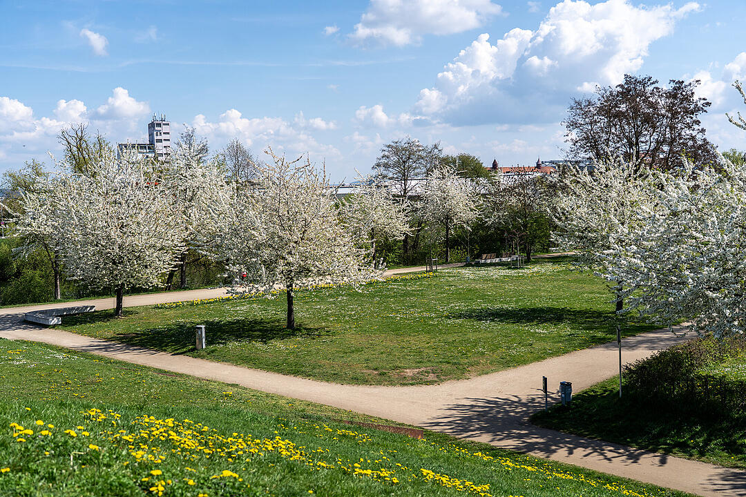 Wundersch&ouml;ne Naturfotos aus Bamberg.
