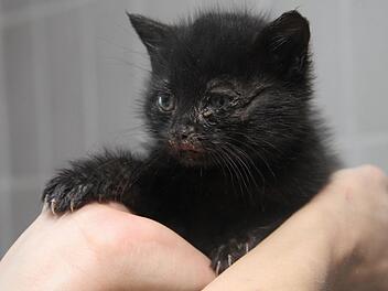 Dieses schwarze Katzenbaby wurden erst vor wenigen Tagen in einem Schuhkarton gefunden. Verklebte Augen, laufende Nasen, kranke Ohren Kennzeichnen viele Fundtiere. Fast täglich werden Tiere in erbärmlichem Zustand im Tierheim abgegeben. Fotos: Gerda Völk